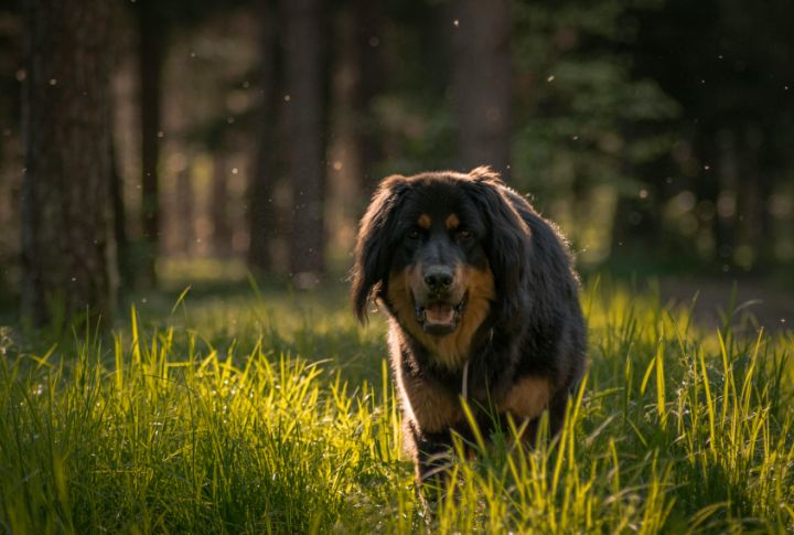 Fierce Loyalty