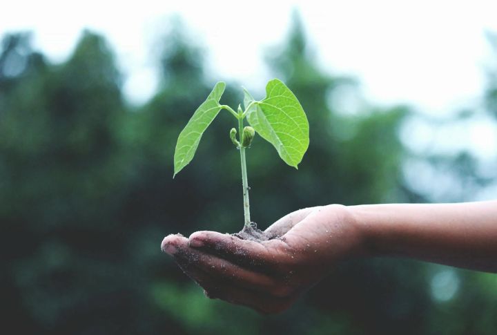 Plant A Tree In Their Honor