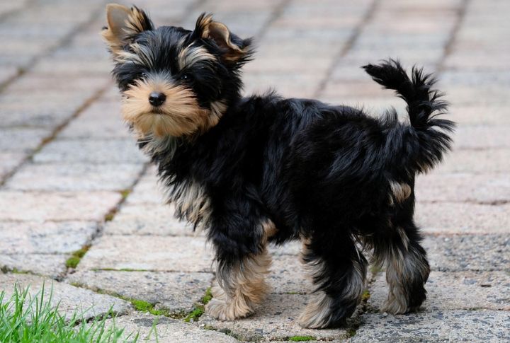Yorkshire Terrier
