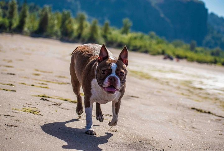 Boston Terrier
