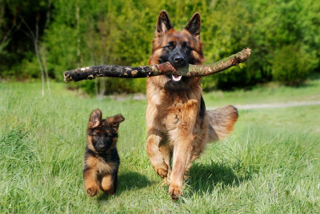 shepherd dog, dog, domestic animal, animal, dog puppy, baby dog, young and old, nature, pet, old german shepherd dog, puppy
