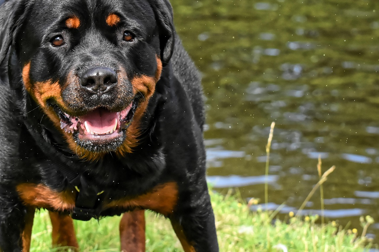 rottweiler, purebred dog, animal, dog, nature, peaceful, domestic animal, waters, to bathe, wildlife, friendly, pet, water, rottweiler, rottweiler, rottweiler, rottweiler, rottweiler