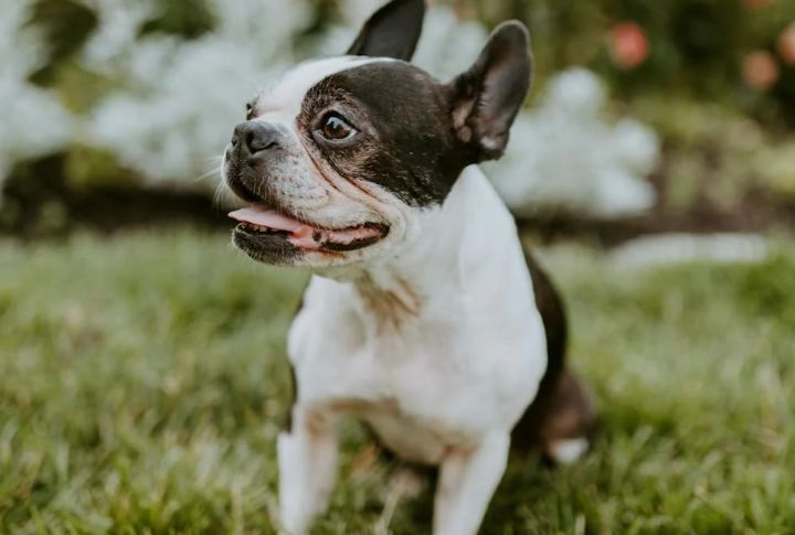 French Bulldogs Aren't Built For Air Travel