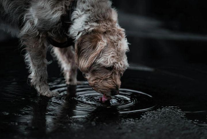 Leptospirosis