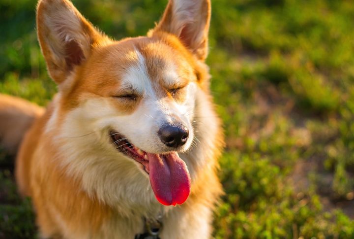 They Bark Or Whine When Left Alone