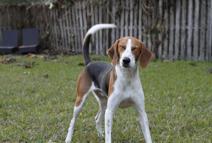 American Foxhound