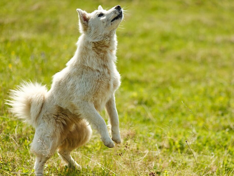 dog, trick, bounce, pet, animal, rack