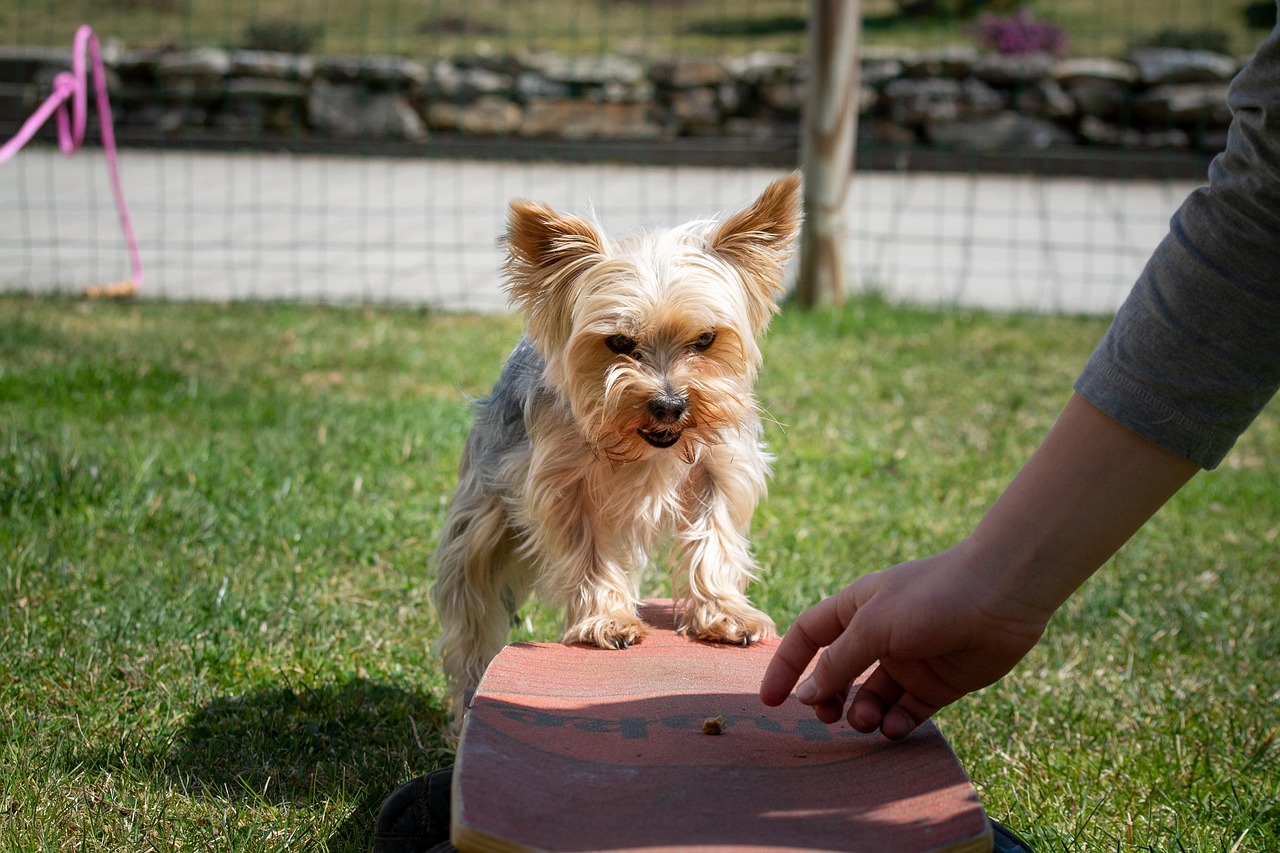 dog, small, education, dog training, yorkie, yorkshire terrier, small dog, purebred dog, nature, animal, domestic animal, cute, dog training, pet, dog training, dog training, dog training, dog training