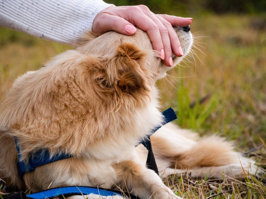 dog, golden, animal, pet, love, beautiful, adorable, doggy, nature, friendship, landscape, young, domesticated, small, furry, hand, woman, nail, fingers, affection, cafuné, dog, dog, dog, dog, dog, doggy, friendship, friendship, friendship, nail, nail, nail, affection
