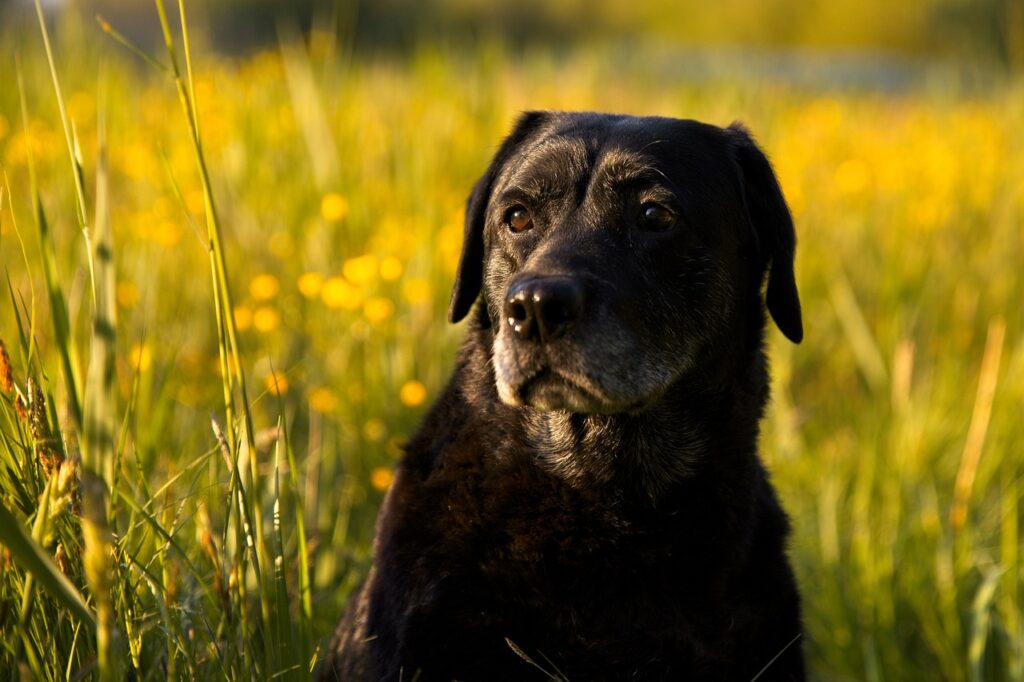 dog, pet, labrador, lab, black dog, animal, domestic dog, canine, mammal, cute, nature, adorable, portrait, dog portrait