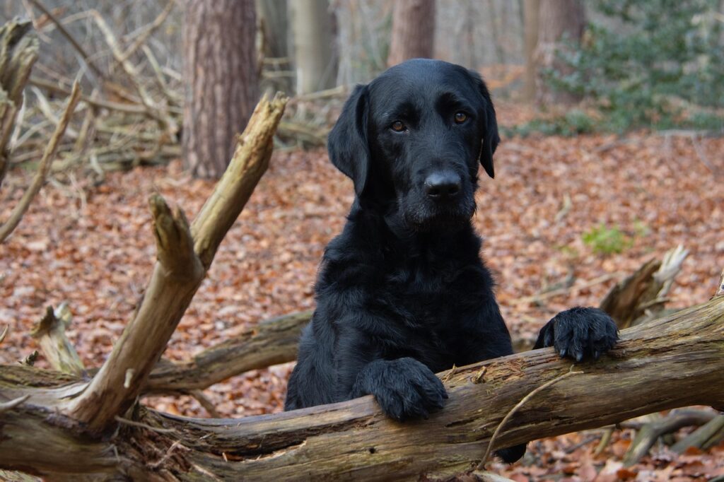 labrador, dog, woods, logs, black dog, sad dog, pet, canine, mammal, animal, outdoors, nature, forest, tree, tree trunks, portrait, dog portrait, labrador, labrador, labrador, labrador, dog, sad dog, sad dog, sad dog, sad dog, sad dog