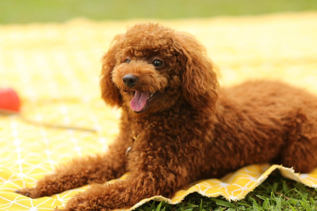 dog, puppy, poodle, pet, nature, animal, pup, young dog, domestic dog, canine, mammal, furry, cute, adorable, portrait
