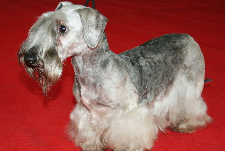 The Low-Shed, High-Style Coat
