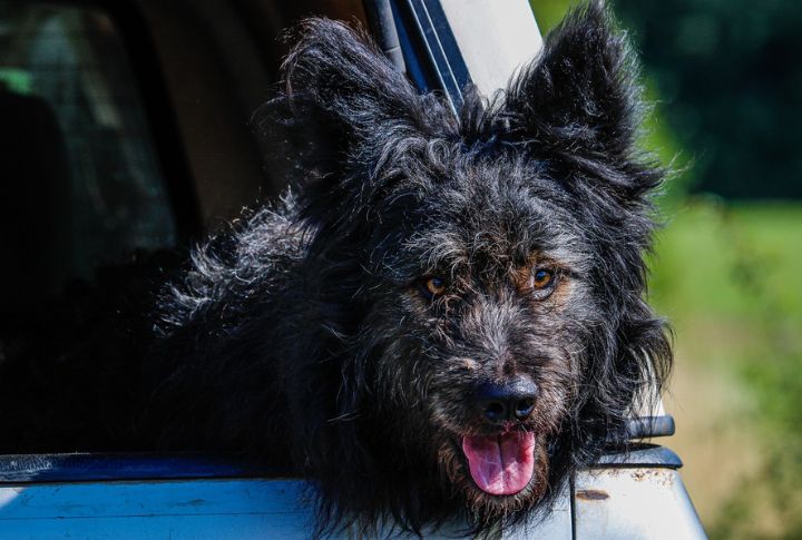 The Mudi's Role As A Herding Dog
