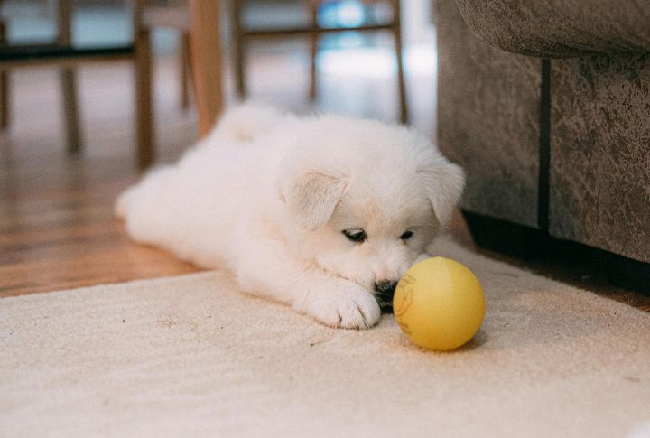 Stops Playing With Toys They Love