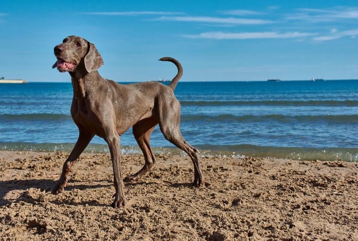 Weimaraner