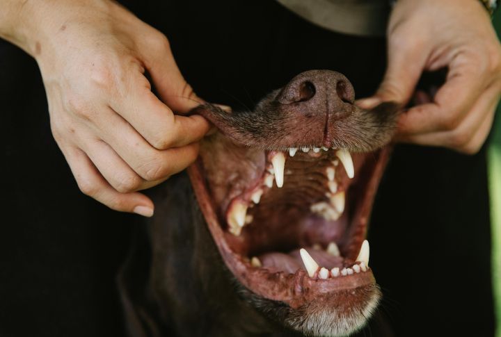 Dental Problems