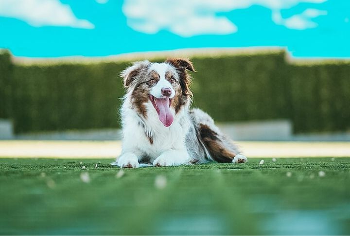 Australian Shepherd