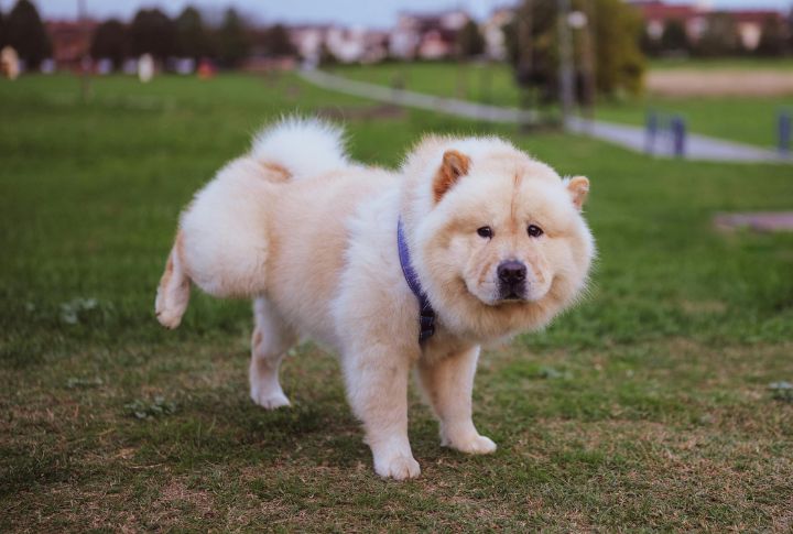 Chow Chow