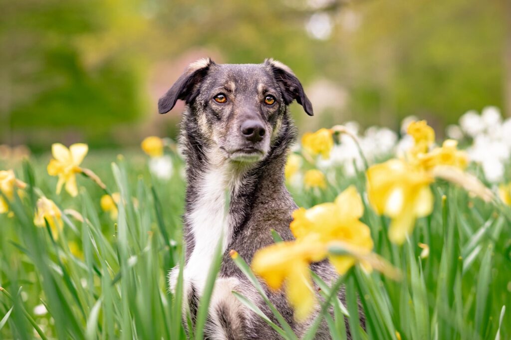 hybrid, dog, pet, animal, mixed breed dog, beautiful flowers, flower background, attention, spring, flowers, nature, daffodils, domestic dog, flower wallpaper, portrait, dog portrait