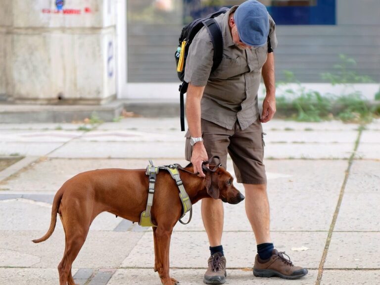 man, dog, pet, brown dog, leash, dog owner, walk, leisure, together, animal, friendship, pavement, street, outdoors, urban, city
