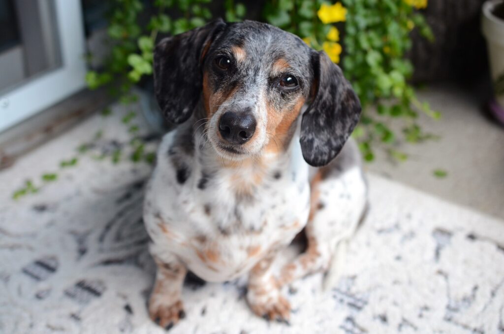 dog, dachshund, animal, wiener dog, portrait, sitting, sausage dog, badger dog, nature, breed, mammal, canine, friend, companion, pet