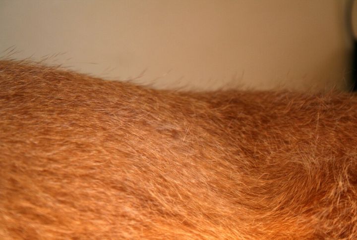 Low Shedding And Easy Grooming Routine