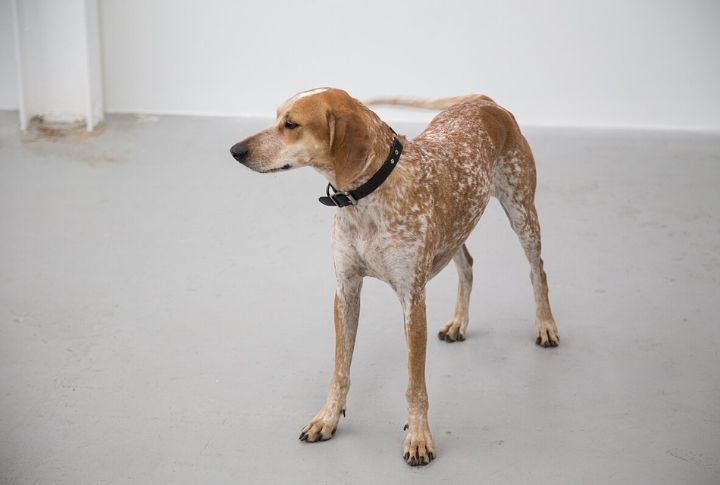 Coonhound