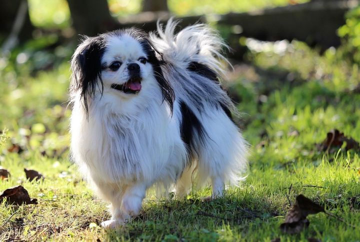 Japanese Chin
