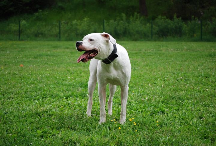 Dogo Argentino