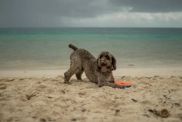 Lagotto Romagnolo (2015)