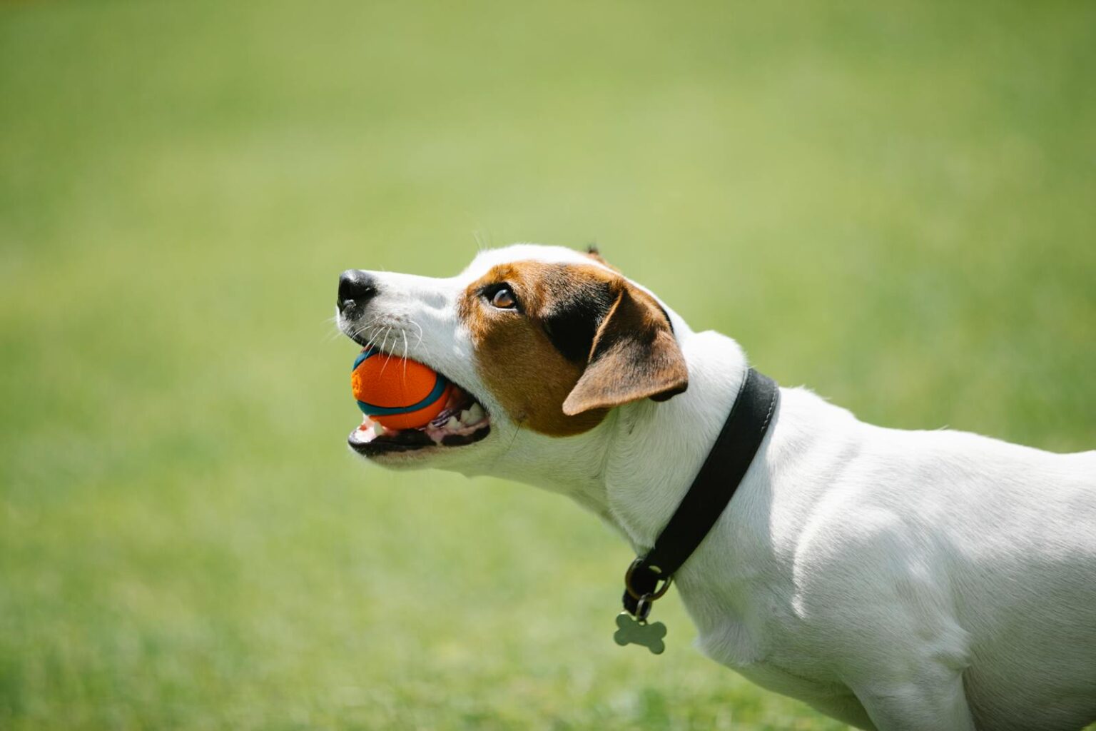 30 Dog Training Tips Every New Owner Should Know - Dog Breed Pro