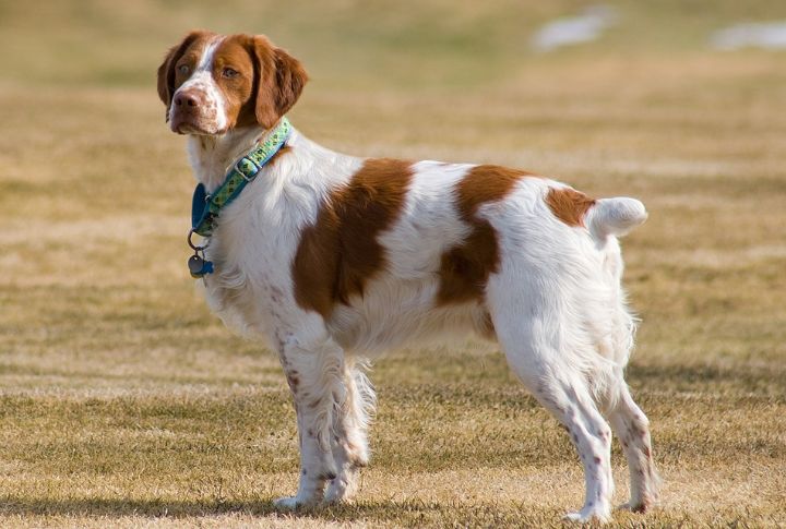American Brittany