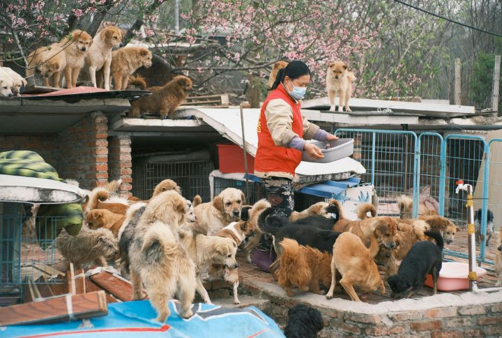 Donate To A Shelter In Their Name