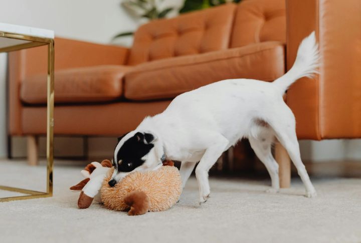 They Bring You Toys As A Welcome Gesture