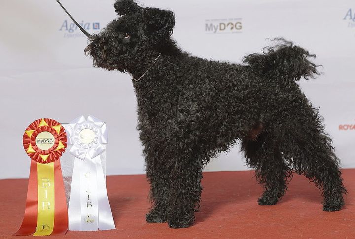 Pumi (2016)
