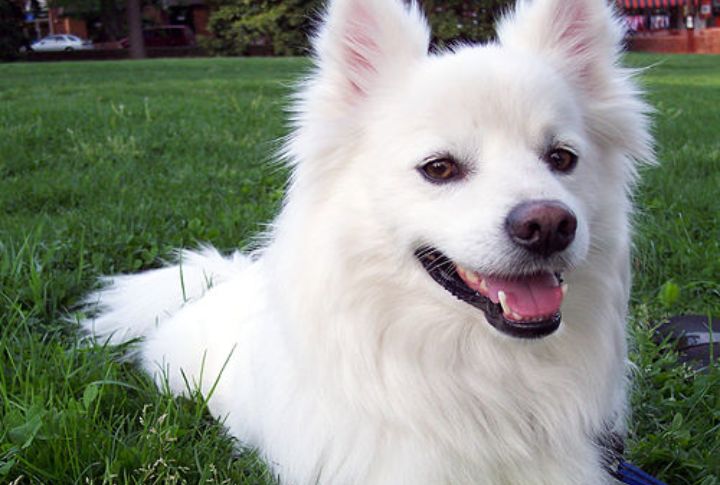 American Eskimo Dog