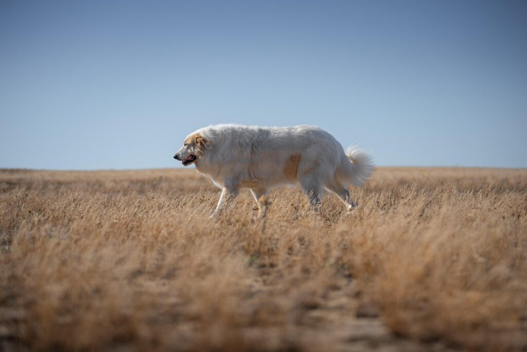 dog, pyrenean mountain dog, herd protection dog, sky, domestic animal, evening, pet, animal, nature, sun