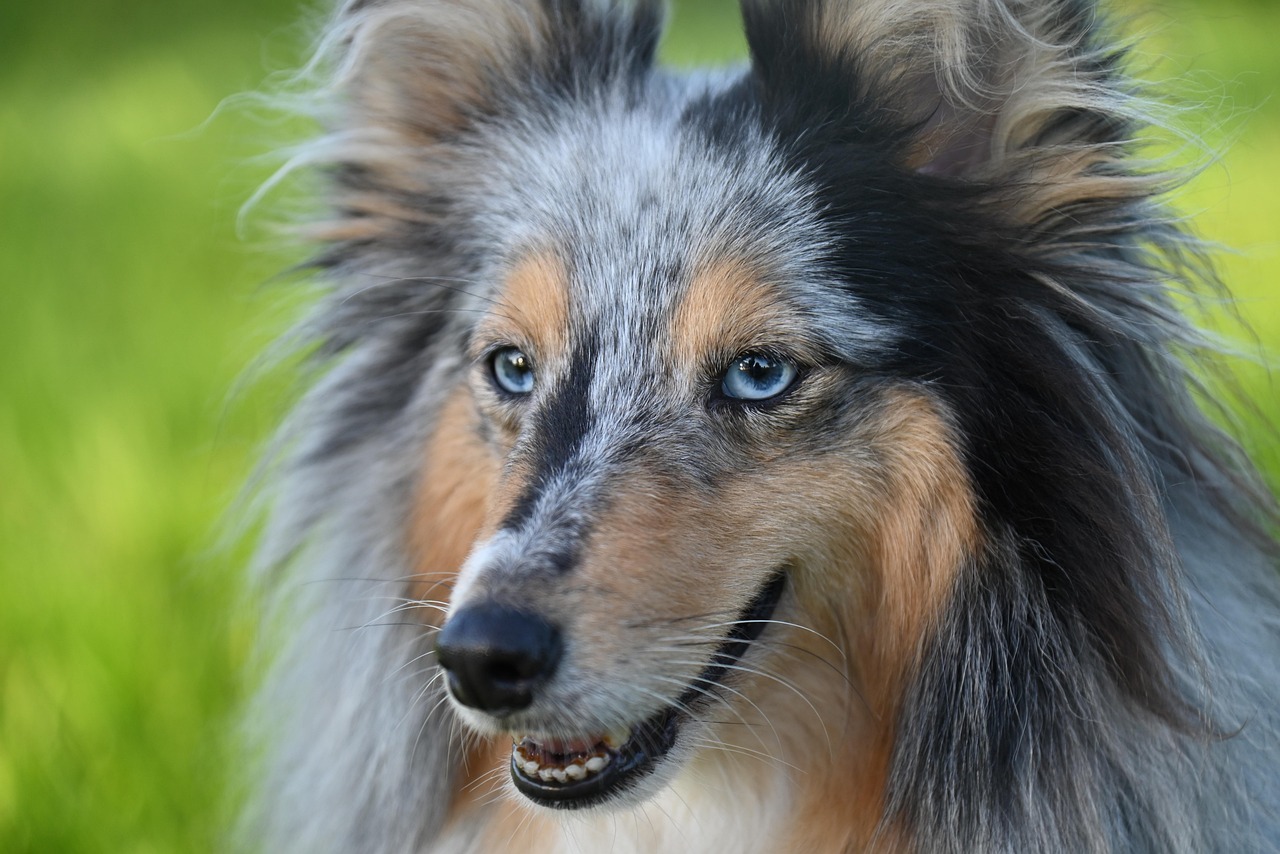 shetland sheepdog, dog, animal, mammal, canine, pet, national, nature, portrait, sheepdog, sheltie, nobility shetland sheepdog, shetland sheepdog, shetland sheepdog, dog, dog, dog, dog, dog, animal, mammal, canine, canine, pet, sheepdog, sheepdog, sheepdog, sheltie, sheltie, sheltie, sheltie, sheltie