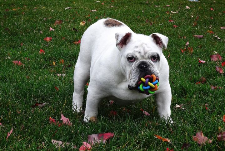 Modify Fetch With Soft Toys