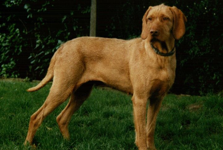 Strong Watchdog Instinct Without The Drama