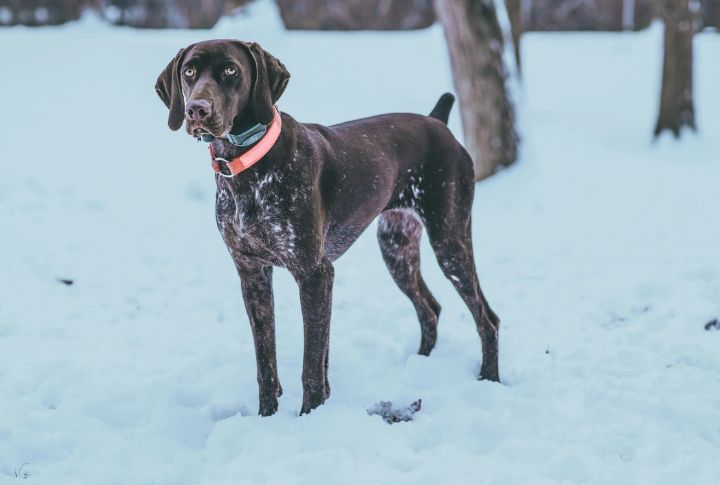 Pointer