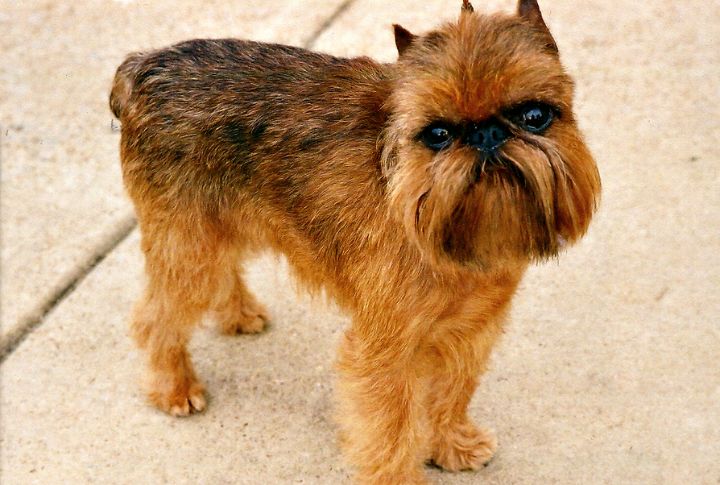 Brussels Griffon