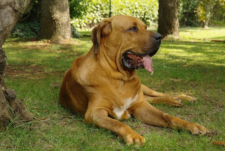 Fila Brasileiro