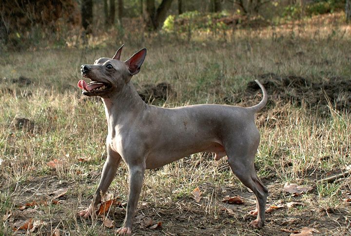 American Hairless Terrier (2016)