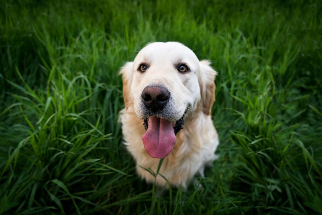 Playful golden retriever sitting joyfully in a vibrant green meadow.