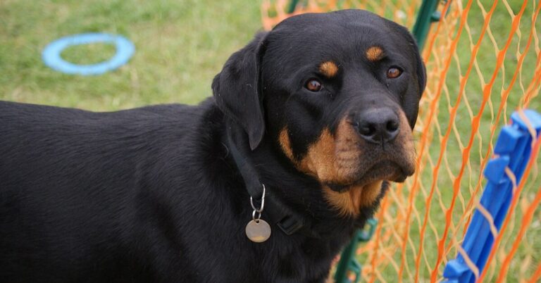 10 Dog Breeds That Landlords And Lawmakers Often Say No To