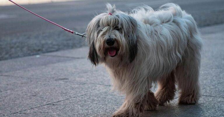 10 Reasons The Polish Lowland Sheepdog Pup Is All Heart And Hound