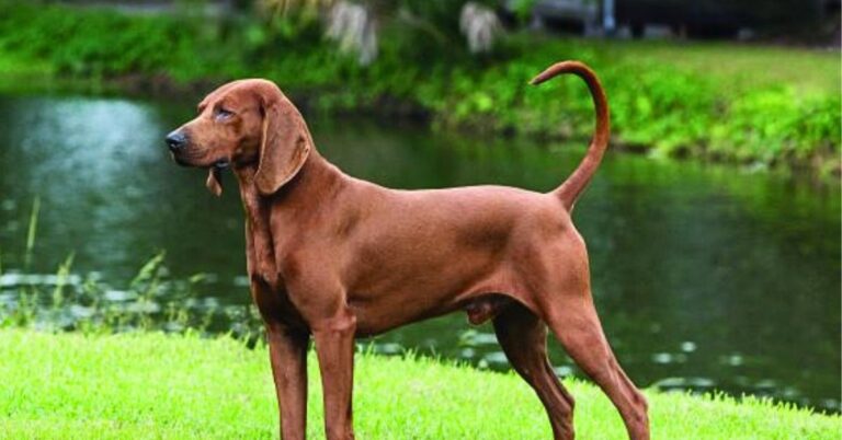 Ten Distinct Qualities That Set The Redbone Coonhound Apart