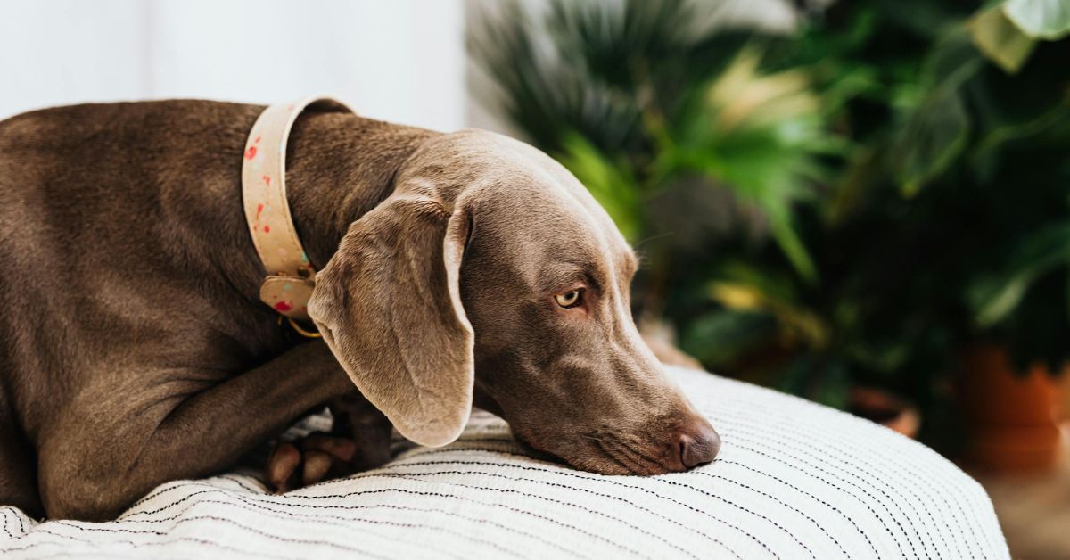 10 Ways Your Dog's Body And Behavior Reveal Arthritis Pain